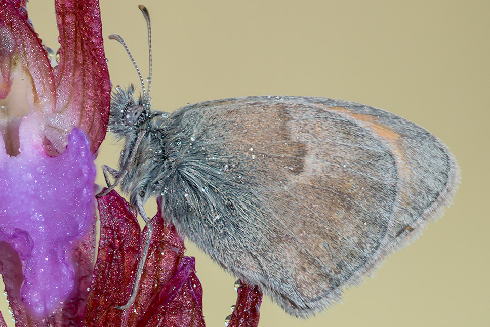 Coenonympha pamphilus